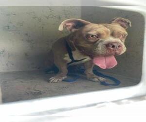 Bullypit Dogs for adoption in West Palm Beach, FL, USA