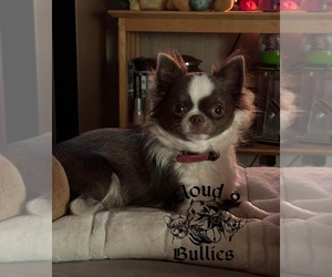 Mother of the Chihuahua puppies born on 02/13/2026