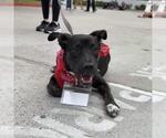 Small #16 Labrador Retriever Mix