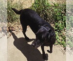 Small #4 Labrador Retriever Mix