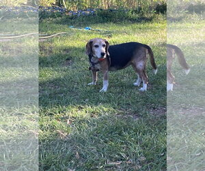 Beagle Dogs for adoption in Tampa, FL, USA