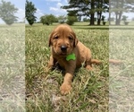 Small Photo #1 Golden Retriever Puppy For Sale in LOUISBURG, NC, USA