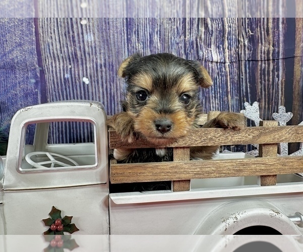 Medium Photo #1 Yorkshire Terrier Puppy For Sale in CASSVILLE, MO, USA
