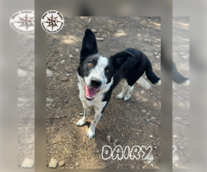 Border Collie-Unknown Mix Dogs for adoption in Princeton, British Columbia, Canada