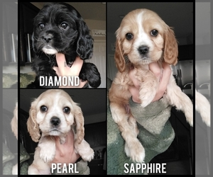 Cocker Spaniel Puppy for sale in NORTH LAS VEGAS, NV, USA