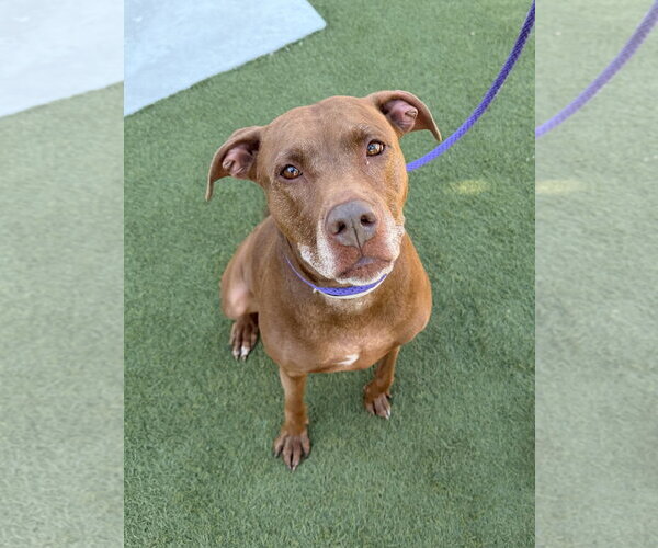 Medium Photo #2 American Pit Bull Terrier Puppy For Sale in Salinas, CA, USA