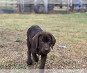 Labrador Retriever Puppy for sale in GERBER, CA, USA