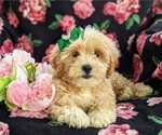 Small Photo #6 Lhasa-Poo Puppy For Sale in LINCOLN UNIV, PA, USA