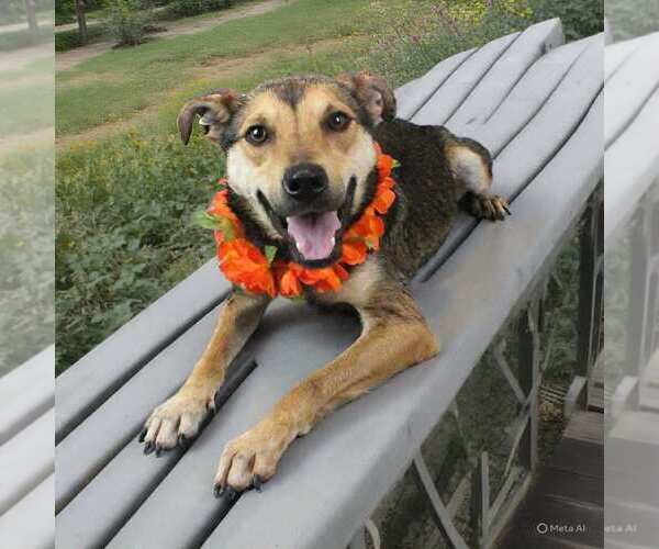 Medium Photo #3 Mutt Puppy For Sale in Shelburne, VT, USA