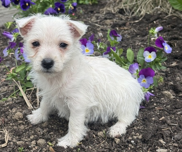 Medium Photo #1 West Highland White Terrier Puppy For Sale in CANOGA, NY, USA