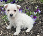 Small West Highland White Terrier
