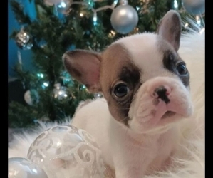 French Bulldog Puppy for sale in DENVER, CO, USA