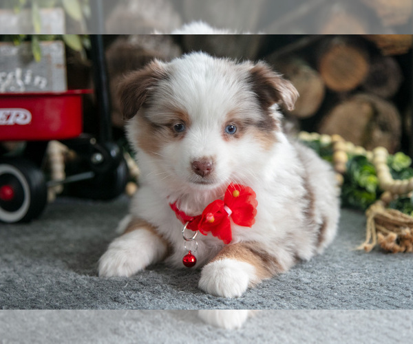 Medium Photo #3 Miniature Australian Shepherd Puppy For Sale in MILLERSBURG, OH, USA