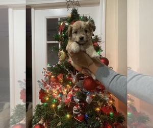 Maltipoo-Yorkshire Terrier Mix Puppy for sale in LOS ANGELES, CA, USA