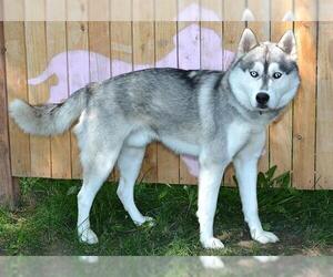 Siberian Husky Dogs for adoption in West Valley, UT, USA