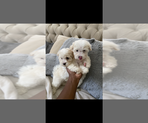 Maltese Puppy for sale in ATL, GA, USA