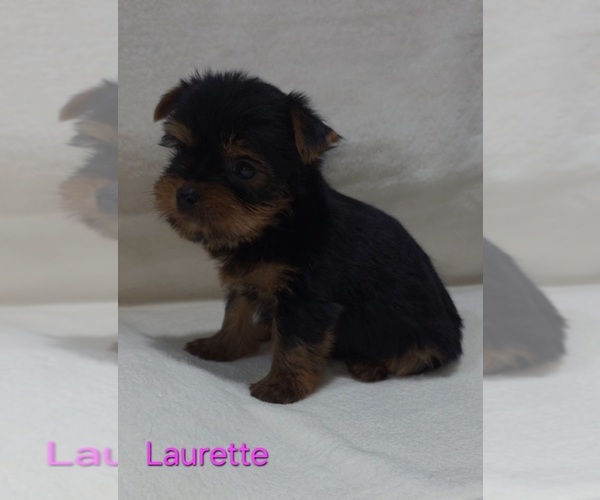Medium Photo #9 Yorkshire Terrier Puppy For Sale in AZLE, TX, USA