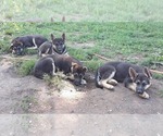 Small Photo #27 German Shepherd Dog Puppy For Sale in MOODY, MO, USA