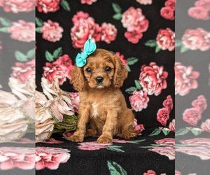 Cavalier King Charles Spaniel Puppy for sale in QUARRYVILLE, PA, USA