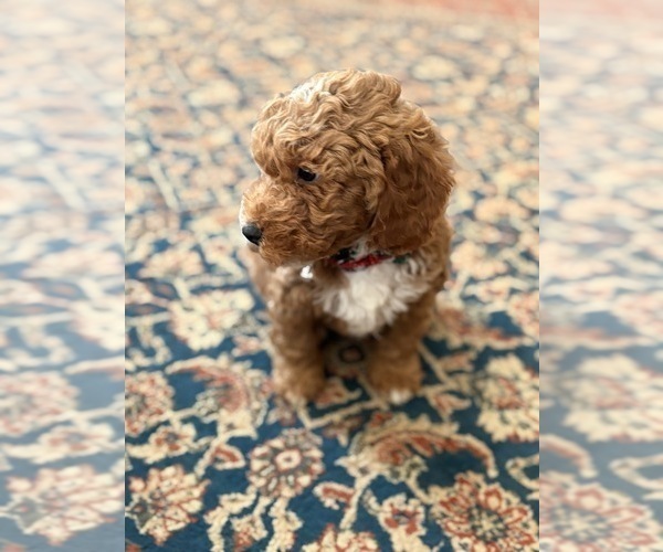 Medium Photo #10 Goldendoodle (Miniature) Puppy For Sale in SAINT MARYS, KS, USA