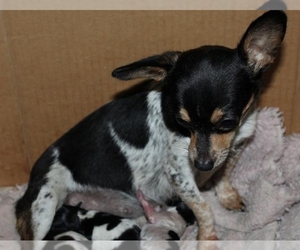 Mother of the Chihuahua puppies born on 05/21/2021