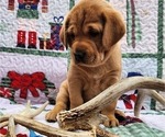 Small Photo #28 Labrador Retriever Puppy For Sale in BUFFALO, NY, USA