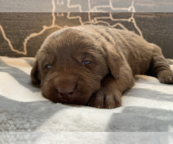 Medium Photo #3 Labrador Retriever Puppy For Sale in CERES, CA, USA