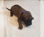 Small Photo #2 Mastiff Puppy For Sale in FULTON, NY, USA