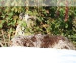 Small #31 ShihPoo