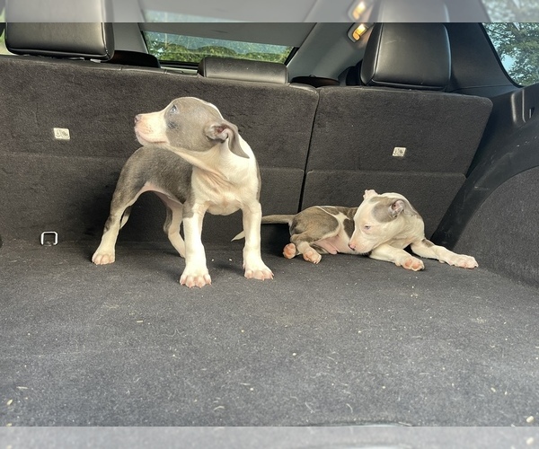 Medium Photo #7 American Pit Bull Terrier Puppy For Sale in DETROIT, MI, USA