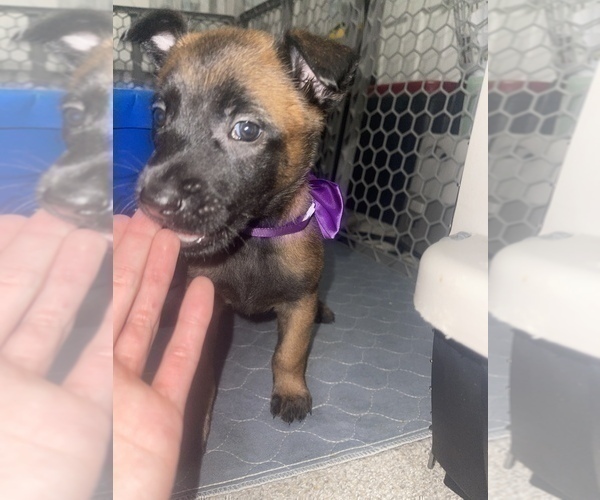 Medium Photo #12 Belgian Malinois Puppy For Sale in REESEVILLE, WI, USA