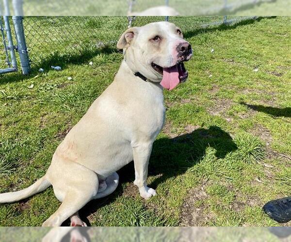 Medium Photo #1 American Pit Bull Terrier Puppy For Sale in McKinleyville, CA, USA
