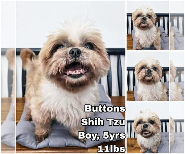 Medium Photo #1 Shih Tzu Puppy For Sale in Seattle, WA, USA