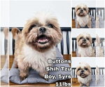 Small Shih Tzu