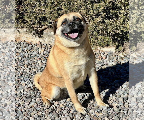 Medium Photo #1 Puggle Puppy For Sale in Albuquerque, NM, USA