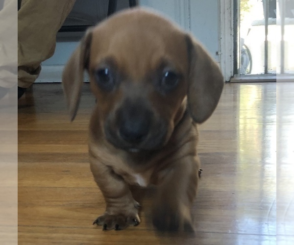 Medium Photo #4 Dachshund Puppy For Sale in LONG BEACH, CA, USA