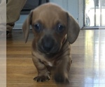 Small Photo #4 Dachshund Puppy For Sale in LONG BEACH, CA, USA