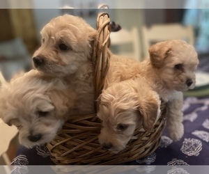 Maltese-Poodle (Toy) Mix Puppy for sale in LA HABRA, CA, USA