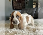 Small Photo #12 Basset Hound Puppy For Sale in HUGHSON, CA, USA