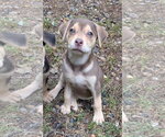 Echo - Female Labrador Retriever-Unknown Mix Dog for Adoption - Small photo
