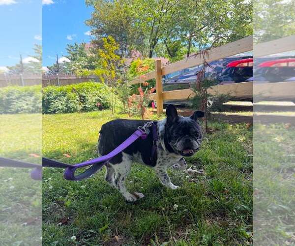 Medium Photo #9 French Bulldog Puppy For Sale in Tenafly, NJ, USA