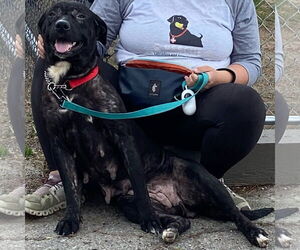 Labrador Retriever-Unknown Mix Dogs for adoption in San Diego, CA, USA