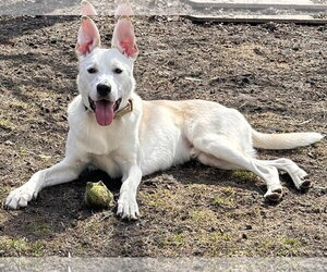 Byron - Male Labsky Dog for Adoption - Photo #5