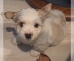 Small #5 Biewer Yorkie
