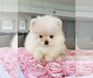 Pomeranian Puppy for sale in AVENTURA, FL, USA