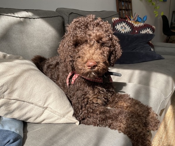 Medium Photo #6 Labradoodle Puppy For Sale in MIDDLETOWN, DE, USA