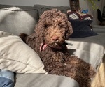 Small #5 Labradoodle