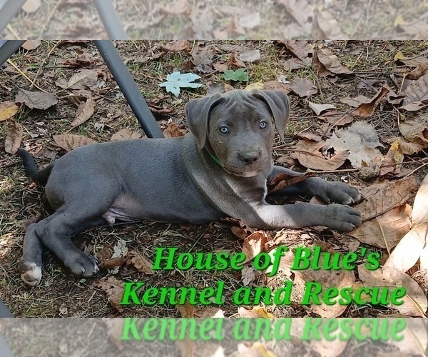 Medium Photo #2 American Pit Bull Terrier Puppy For Sale in DELAWARE, OH, USA