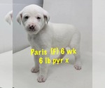 Small #6 Great Pyrenees Mix
