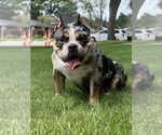 Small #5 American Bully